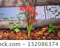 A cluster amaryllis along the river 132086374