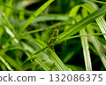 grasshopper perched on a leaf 132086375
