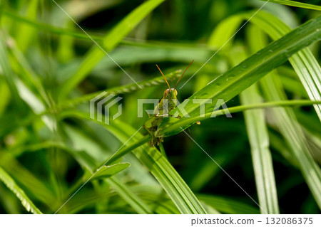grasshopper perched on a leaf 132086375