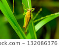 grasshopper perched on a leaf 132086376