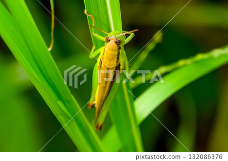 grasshopper perched on a leaf grasshopper perched on a leaf 132086376