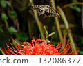 A swallowtail butterfly flying over a red spider lily 132086377