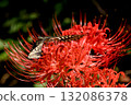 Swallowtail butterflies smoking honeybred flower nectar 132086378