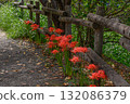 A walking path lined with blooming spider lilies 132086379