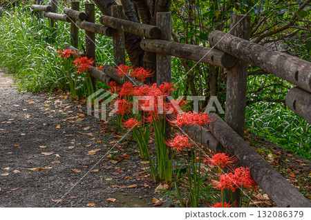 A walking path lined with blooming spider lilies A walking path lined with blooming spider lilies 132086379