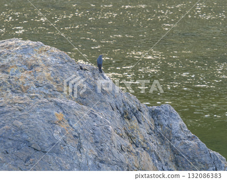 A male Rock Thrush resting on a river rock A male Rock Thrush resting on a river rock 132086383