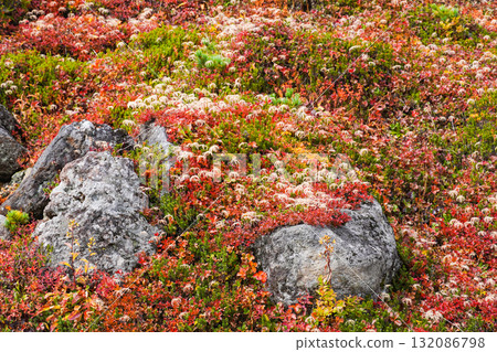 阿留申群島(乘下台)的紅葉和絨毛 阿留申群島(乘下台)的紅葉和絨毛 132086798