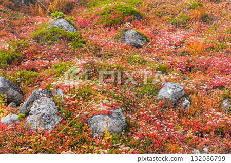 Autumn leaves and fluff of Aleutiana aleutiana (Mt. Norikura) Autumn leaves and fluff of Aleutiana aleutiana (Mt. Norikura) 132086799