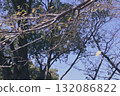 A single yellow leaf falling against the blue sky 132086822