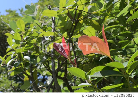 夏日藍色天空與秋日嫩葉的對比 夏日藍色天空與秋日嫩葉的對比 132086825