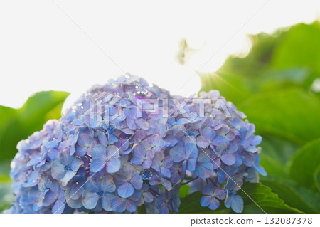 Translucent hydrangea 132087378