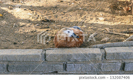 赤麻鴨,八景島海島樂園 赤麻鴨,八景島海島樂園 132087406