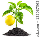Lemon plant in soil humus isolated on white background png transparent clipart. 132087563