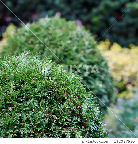 Thuja bushes showcasing lush green foliage in a garden setting. Evergreen plants providing natural beauty and structure Thuja bushes showcasing lush green foliage in a garden setting. Evergreen plants providing natural beauty and structure 132087650