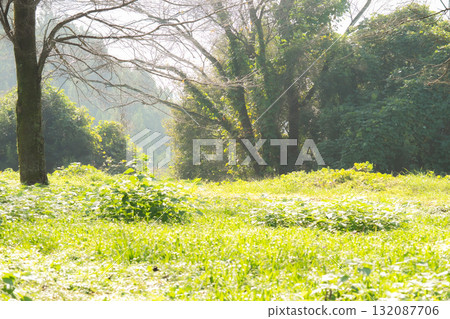 A land filled with light 132087706