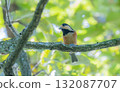 I am a varied tit 132087707