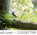 Great tit sunbathing 132087709