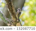 Japanese Pygmy Woodpecker on a Tree 132087710