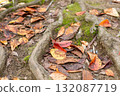落葉 132087719