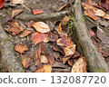 落葉 132087720