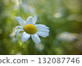 Close-up of cool oxeye daisy flowers in early summer 132087746