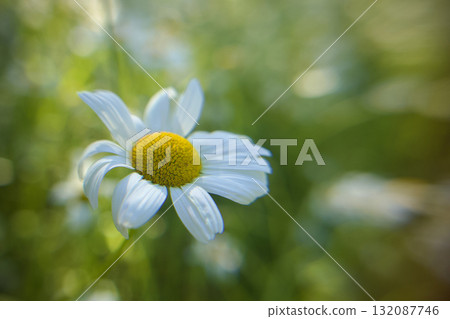 初夏涼爽的牛眼菊花的特寫 初夏涼爽的牛眼菊花的特寫 132087746