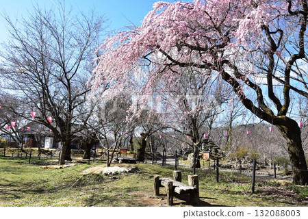 Nagano Prefecture: Weeping cherry blossoms in full bloom and walking paths at Komoro Castle Ruins Nostalgia Garden Nagano Prefecture: Weeping cherry blossoms in full bloom and walking paths at Komoro Castle Ruins Nostalgia Garden 132088003