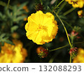 Cosmos flower Yellow cosmos 132088293