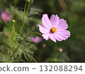 Cosmos flowers 132088294