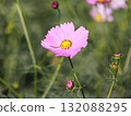 Cosmos flowers 132088295