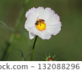 Cosmos flowers and honey bees 132088296