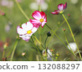Cosmos flowers 132088297