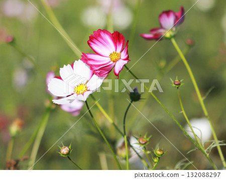 Cosmos flowers 132088297