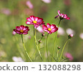 Cosmos flowers 132088298