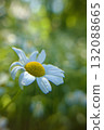 Close-up of cool oxeye daisy flowers in early summer 132088665