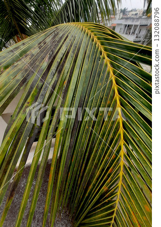 Hanging Coconut Compound Leaf 132088796