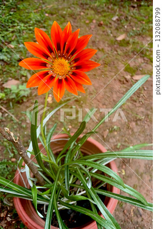 Lone, Red Gazania Flower Lone, Red Gazania Flower 132088799