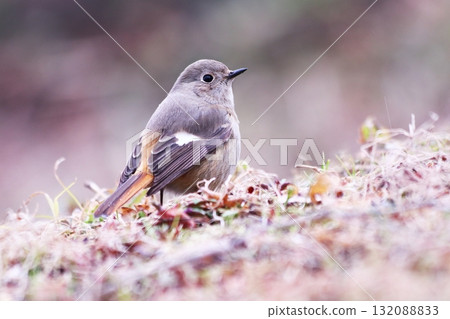 A close-up of a female Daurian redstart 132088833