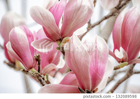 Magnolia Sulanjana flowers with petals in the spring season. beautiful pink magnolia flowers in spring, selective focusing. Magnolia Sulanjana flowers with petals in the spring season. beautiful pink magnolia flowers in spring, selective focusing. 132089598