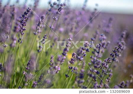 A field of lavender flowers with a bright blue sky in the background A field of lavender flowers with a bright blue sky in the background 132089609