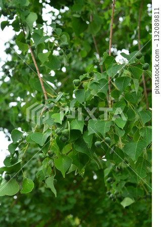 樹:Nankin Haze Toadigansa 樹:Nankin Haze Toadigansa 132089811