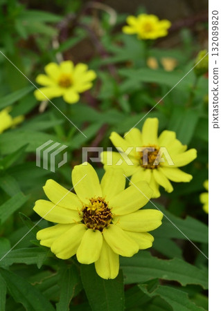 Plant: Zinnia elegans, Asteraceae Plant: Zinnia elegans, Asteraceae 132089820