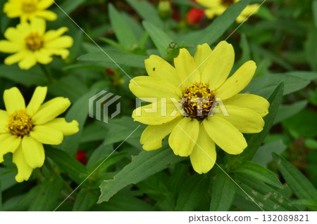 Plant: Zinnia elegans, Asteraceae 132089821