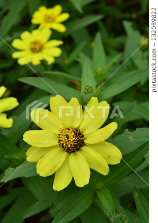 植物：百日菊，菊科 132089822