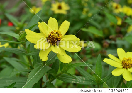 植物：百日菊，菊科 132089823