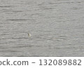 魚從海裡跳出來 132089882