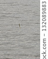 魚從海裡跳出來 132089883