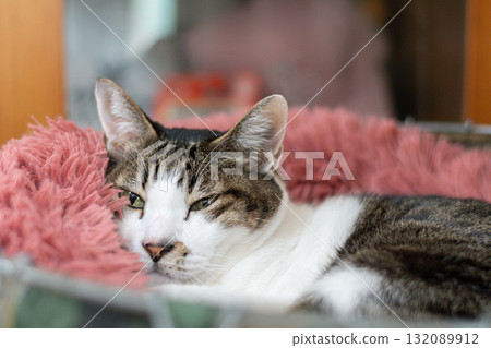 A brown tabby cat relaxing in its favorite spot A brown tabby cat relaxing in its favorite spot 132089912