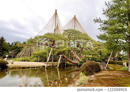 兼六園：石川縣金澤市，懸掛在雪柱上的唐崎松樹景觀 132089928