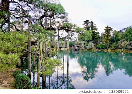 兼六園：霞池上，一棵唐崎松樹高聳，樹上掛滿了雪繩。石川縣金澤市 132089951